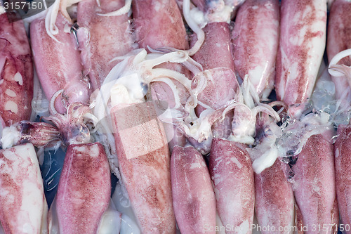 Image of fresh squids