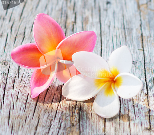 Image of frangipani flowers