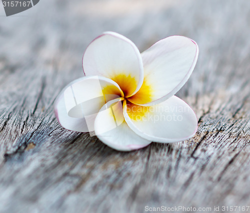 Image of frangipani