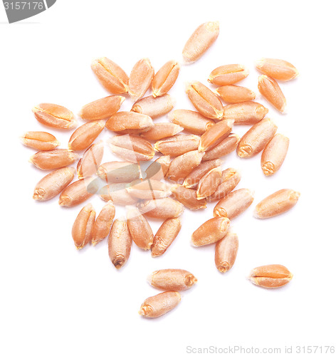 Image of wheat grain