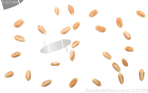 Image of wheat grain