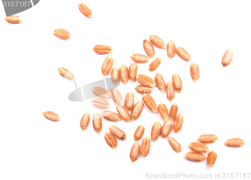 Image of wheat grain