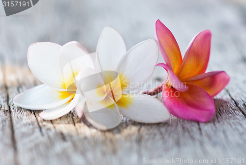 Image of plumeria flowers