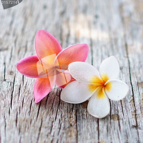 Image of frangipani flowers
