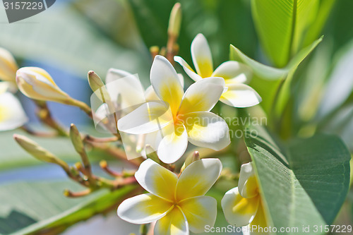 Image of plumeria flowers