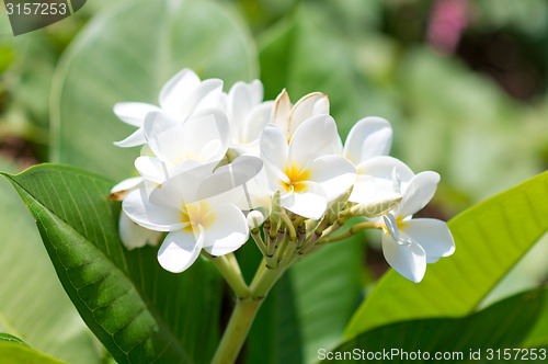 Image of tropical flowers