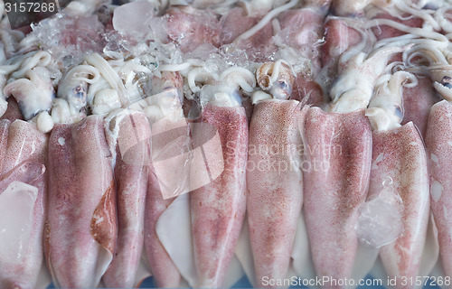 Image of fresh squids
