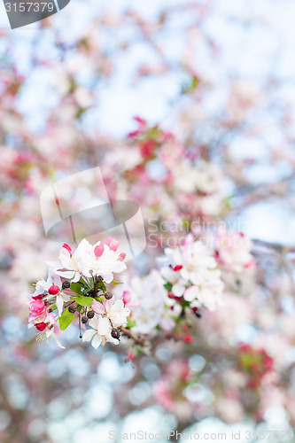 Image of apple tree blooming
