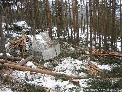 Image of Forest