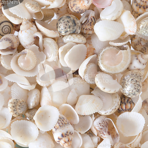 Image of Shells background