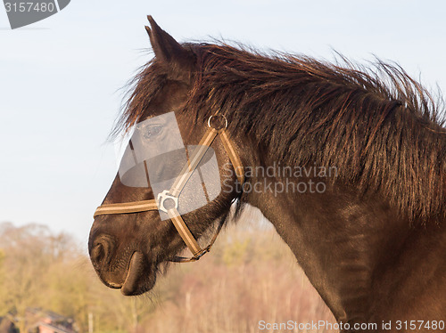 Image of Frisian horse 