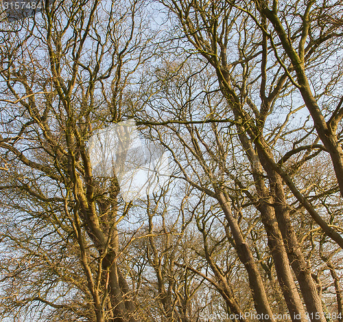 Image of Branches of trees against the sky