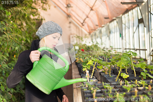 Image of Florists woman working in greenhouse. 