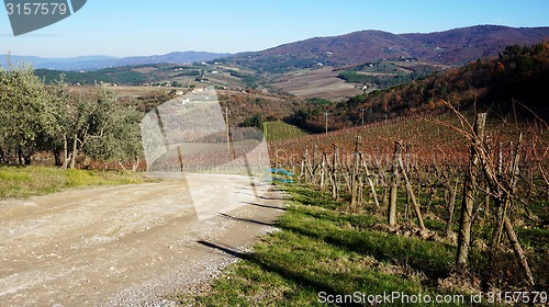 Image of 
Wineyard in the winter					