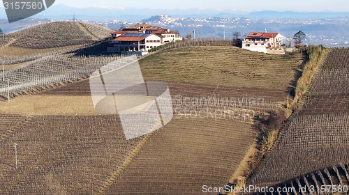 Image of 
Vineyard in the village of Serralunga Alba					