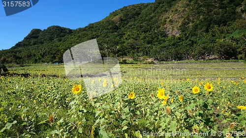 Image of Sunflower field with sunny summer sky
