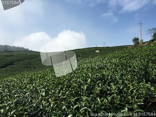Image of Tea Plantation on highland