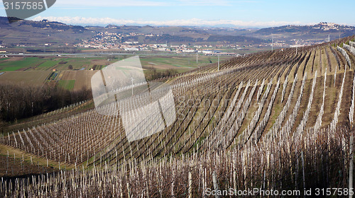 Image of Vineyard in the village of Serralunga d'Alba