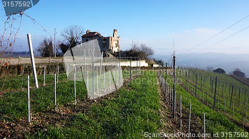 Image of Wine farm in Piemonte, Italy