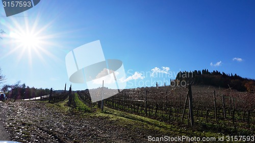 Image of Wineyard in the winter 