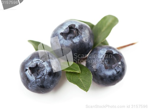 Image of blueberries,. Isolated white