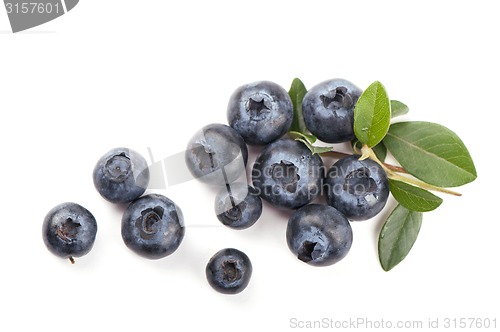 Image of Mature bilberry