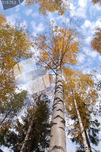 Image of Birch Forest