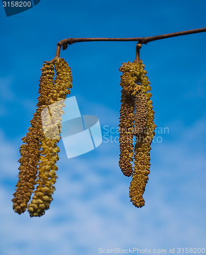 Image of Seed buds from a birch tree hanging in front of blue sky at spri