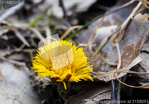 Image of Coltsfoot growing inbetween old grey and brown leaves from autum