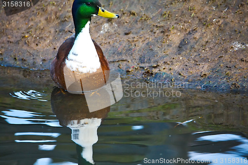 Image of cute mallard