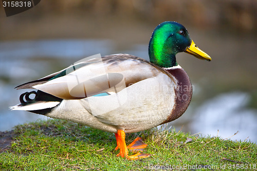 Image of cute mallard