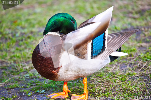 Image of cute mallard