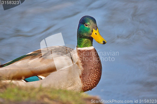 Image of cute mallard