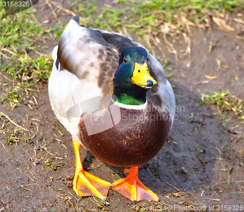 Image of cute mallard