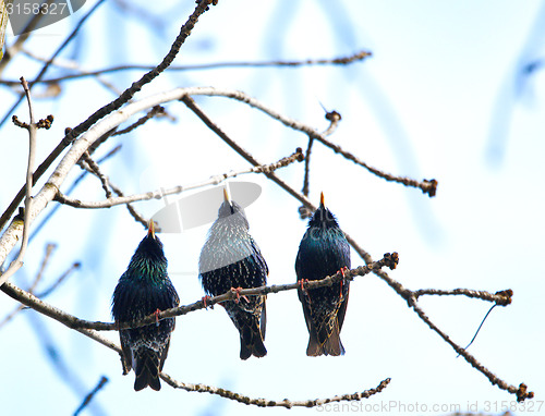 Image of Three cuties singing