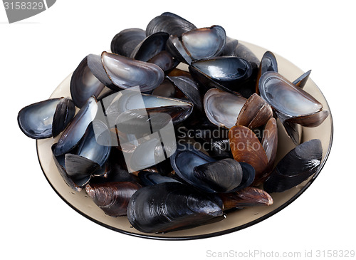 Image of Shells of mussels on glass plate