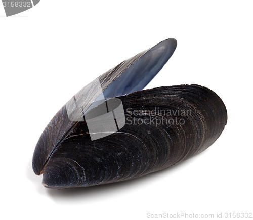 Image of Shell of mussel isolated on white background