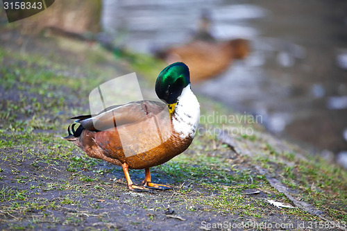 Image of cute mallard