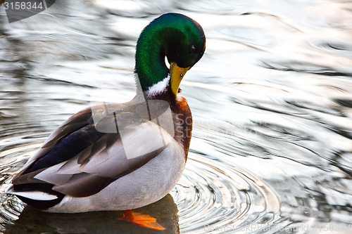 Image of cute mallard