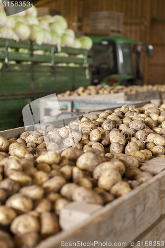 Image of Freshly harvested potatoes and cabbages