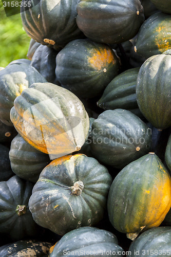 Image of Mesa Queen Eichelkürbis Winterhorn cucurbita pumpkin pumpkins f