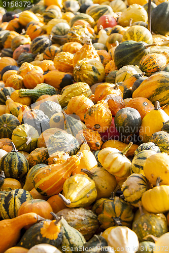 Image of decoration mini pumpkin cucurbita pumpkin pumpkins from autumn h