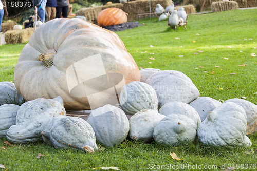 Image of Cucurbita Maxima Giant Pumpkin cucurbita pumpkin pumpkins from a