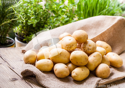 Image of Farm fresh  potatoes on a hessian sack