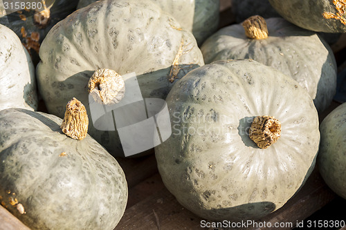 Image of Blue blauer Hokkaido cucurbita pumpkin pumpkins from autumn harv