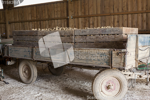 Image of Freshly harvested potatoes and cabbages