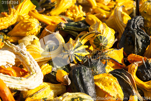 Image of decoration mini pumpkin cucurbita pumpkin pumpkins from autumn h