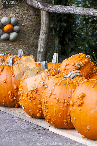 Image of Halloween big Halloween cucurbita pumpkin pumpkins from autumn h