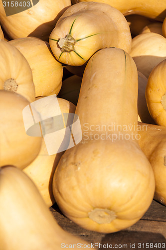 Image of Butternut Butternuss cucurbita pumpkin pumpkins from autumn harv