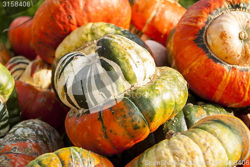 Image of Bischofsmütze Turk Turban cucurbita pumpkin pumpkins from autum